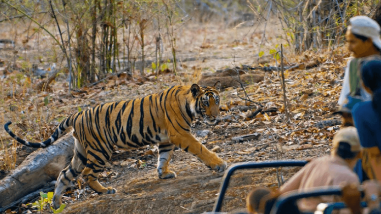 5 Best Places In India For A Tiger Safari