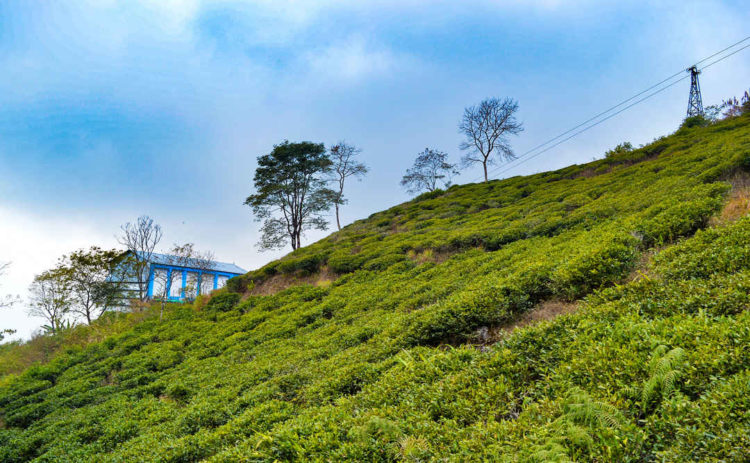 Beautiful alternatives you could explore other than Darjeeling: