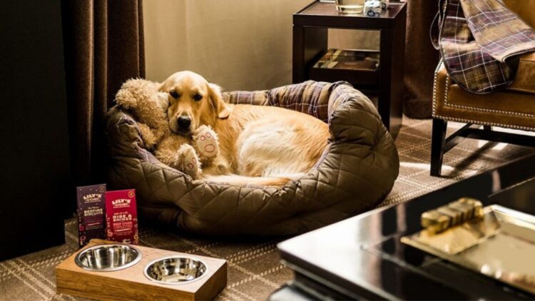 5-best-pet-friendly-hotels-in-the-usa