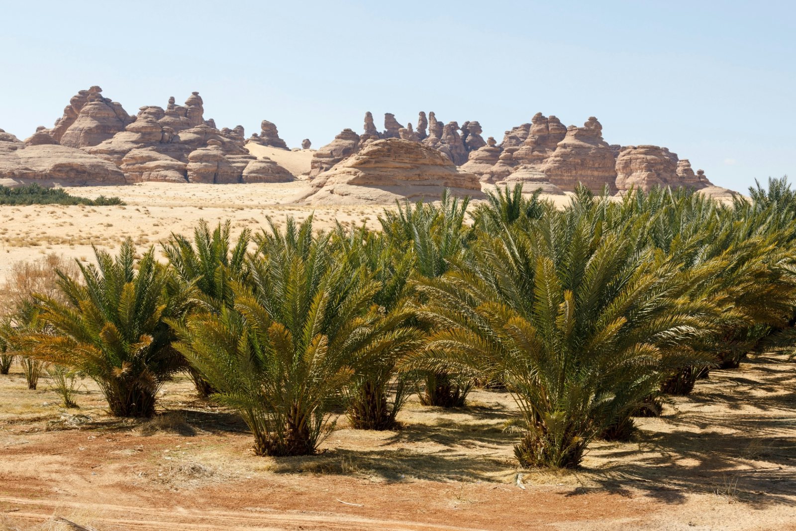 Desert landscape with date palms near Al Ula, Saudi Arabia